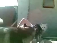 Beastiality XXX - Dark-haired Australian female acquires gangbanged by her dogs in the street